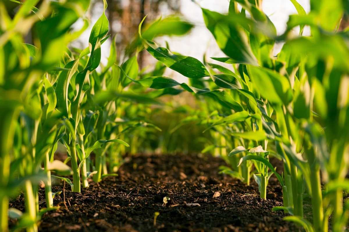 Comprehensive Animal Nutrition Solutions